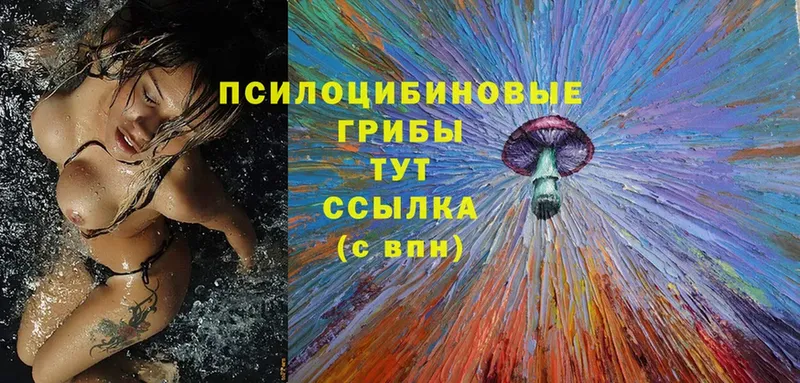 купить закладку  Кущёвская  Псилоцибиновые грибы Magic Shrooms 